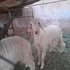 خرفان حريات