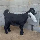تيس عارضي مشروع فحل