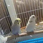 طيور بصحه ممتازه مع قفص