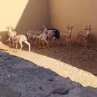 ضبي خمس أناثي وذكرين