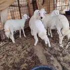 طليان حري الموقع صلاصل