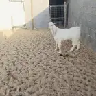 تيس ابيض للبيع