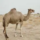 ناقه لقحه