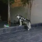 حيوان