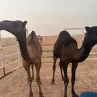 حشو للبيع