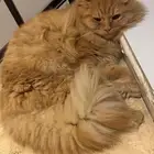 قطط شيرازي
