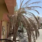 للبيع نخل
