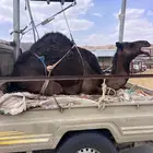 يوجد قعدان بلدي ومستارد بسعر مناسب