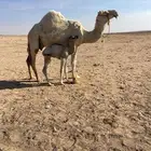 خلفه رحول وضحاء طيبه هديه