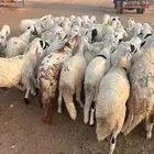 طليان سواكن تربية أربع شهور