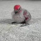فرخ رد لوري