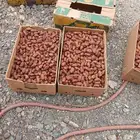 تمر صفري حبه وسط اشعل
