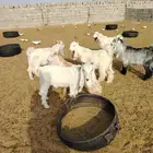 تيوس تيس عارضي 5