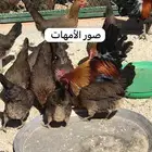 دجاجه عربي سلاله ترثه قديمه معه فراخه عدد 16 فرخ