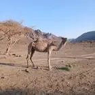 ناقه مجموعه طيبه وزينه سوم 45000 لا يجي إلا صامل