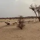 ماعز جنوبي للبيع