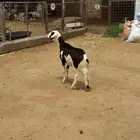 للبيع رخل مهجنه