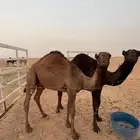 حشو