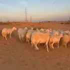 للبيع حريات ومعزاء