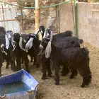 جفرات عارضيات طيبات العدد 8