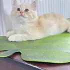 قط ذكر شيرازي للبيع