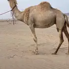 للبيع ناقه شكل وسلاله
