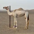 للبيع بكره سودانيه