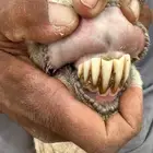 مطلوب معزا