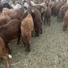 طليان سواكن