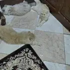 3 قطط للتبني