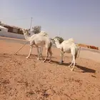 نياق وضح للبيع