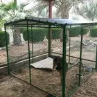 شبك عشه