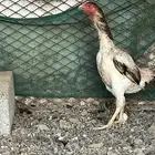 دجاجه شامو ياباني