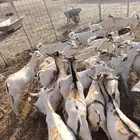 تيوس صومالي للجمله
