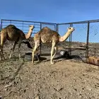 حشو للبيع