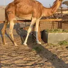 للبيع بكره حايل