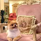 تيدي فايس Pomeranian بوميرانيان