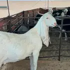 جفرة هولنديه