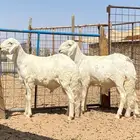 سواكن ذبايح