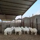 خرفان ورخال حريه