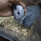 فرخ كاسكو ((كانغو)) انتاج محلي