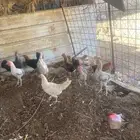 للبيع ديك و 11 إناث بياض
