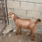 تيوس