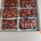 تمر بيشه حبه كبيره