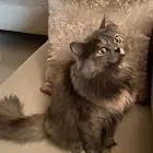 للتبني