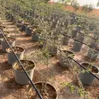 للبيع اشجار في مراكن مقاس 35