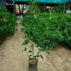 متوفر جميع أنواع الورود والأزهار