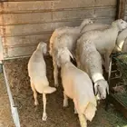 للبيع طليان