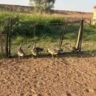 وز عراقي اصيل كوبرا