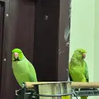 جوز دره هندي